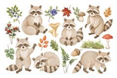Watercolor Raccoon Clipart PNG Product Image 3