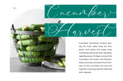 Avonta Qintani - Stylish Calligraphy Font Product Image 10