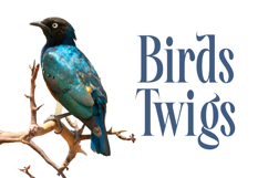 Awesome Shorten - Tall Serif Display Product Image 16