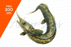 Garfish Illustration Fresh Water Isolated Clipart Png Product Image 1