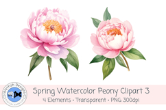 Watercolor PNG 300dpi Peony Flowers 3 Product Image 3