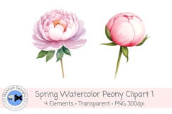 Watercolor PNG 300dpi Peony Flowers 1 Product Image 3