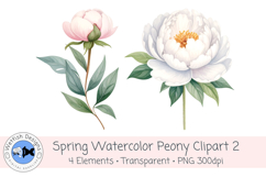 Watercolor PNG 300dpi Peony Flowers 2 Product Image 3
