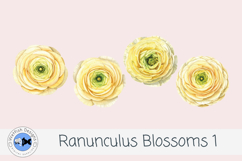 Ranunculus Watercolor Flowers 1 Product Image 3