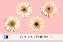 Watercolor Gerbera Daisies PNG Floral Clipart Set Product Image 3