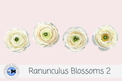 Ranunculus Watercolor Flowers 2 Product Image 3