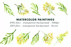 Mimosa | Watercolor Leaves | Illustration ClipArt PNG & EPS Product Image 2