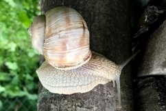 Big garden snail in shell crawling on wet road hurry home Product Image 3