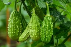 Group of green teasel gourds hanging from the vine in the ga Product Image 1