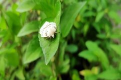 white butterfly animal clinging to the leaf Product Image 1