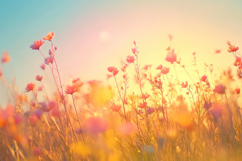 Sunset Bloom Beautiful Wild Flowers Background Wallpaper Product Image 1