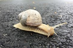 Big garden snail in shell crawling on wet road hurry home Product Image 6