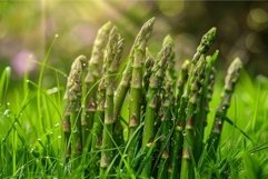 Fresh green asparagus growing in morning dew Product Image 1
