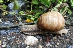Big garden snail in shell crawling on wet road hurry home Product Image 19