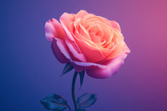 Pink Rose Background Wallpaper Product Image 1