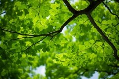 Fresh green canopy of spring leaves Product Image 1