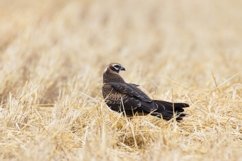 Circus pygargus on the wheat field Product Image 1