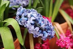 spring flowers in the garden Product Image 1