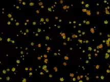 50 FALLING LEAVES TRANSPARENT PNG FILES, PHOTOSHOP OVERLAYS Product Image 6