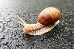 Big garden snail in shell crawling on wet road hurry home Product Image 24