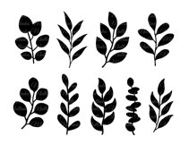 Decorative eucalyptus branches set Product Image 2