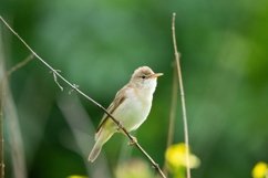 reed on a branch Product Image 1