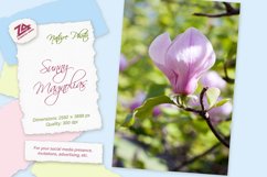 Nature photo &quot;Sunny Magnolias&quot;. One magnolia flower. Product Image 1