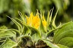 flowers with a closed Bud Product Image 1