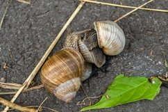 Big garden snail in shell crawling on wet road hurry home Product Image 7