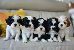 Adorable litter of cavapoo puppies on couch Product Image 1