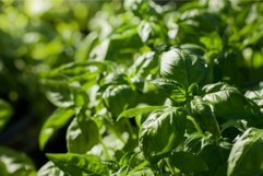 Fresh green basil leaves growing in garden sunlight Product Image 1