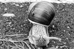 Big garden snail in shell crawling on wet road hurry home Product Image 15
