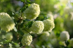 Stock Photo - Blooming viburnum buldenezh, white flowers Product Image 1