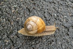 Big garden snail in shell crawling on wet road hurry home Product Image 1