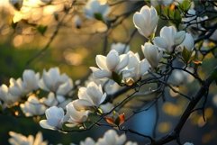 White magnolia flowers blooming on tree branch at sunset Product Image 1