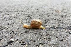 Big garden snail in shell crawling on wet road hurry home Product Image 9