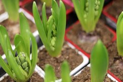 Hyacinth seedlings in the greenhouse. Product Image 1