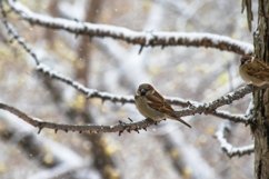 Stock Photo - Bird sparrow sitting on a tree branch Product Image 1