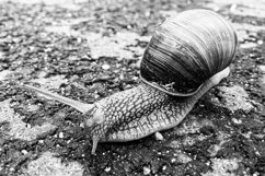 Big garden snail in shell crawling on wet road hurry home Product Image 12