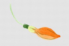 Orange Fuchsia Watercolor png Product Image 4