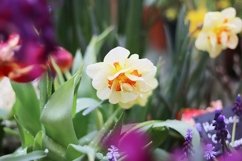 spring flowers in the store Product Image 1