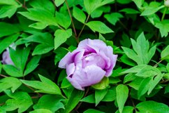 blooming flowers in the garden Product Image 1