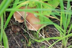 mushroom in the forest closeup Product Image 1