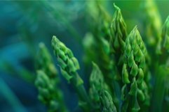 Fresh asparagus tips in natural setting Product Image 1