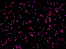 100 ROSE PETALS TRANSPARENT PNG FILES, PHOTOSHOP OVERLAYS Product Image 8