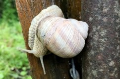 Big garden snail in shell crawling on wet road hurry home Product Image 4