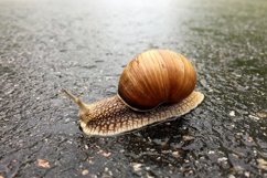 Big garden snail in shell crawling on wet road hurry home Product Image 1