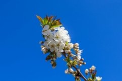 Beautiful background of flowering trees Product Image 1