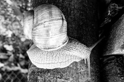Big garden snail in shell crawling on wet road hurry home Product Image 2