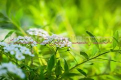 Stock Photo - Blooming white spirea on a spring day close-up Product Image 1